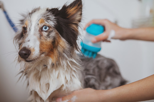 The Key for Easy Pet Mobile Pet Grooming Ft Lauderdale – Secret Instructions to Guide